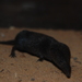 Swamp Musk Shrew - Photo (c) chris29za, some rights reserved (CC BY-NC), uploaded by chris29za