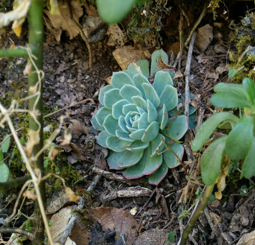 Echeveria secunda