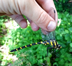 Cordulegaster picta