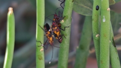 Oncopeltus famelicus