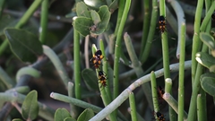 Oncopeltus famelicus