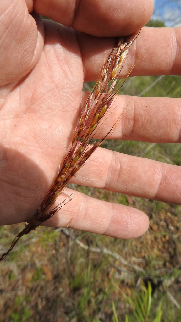 Sorghum angustum