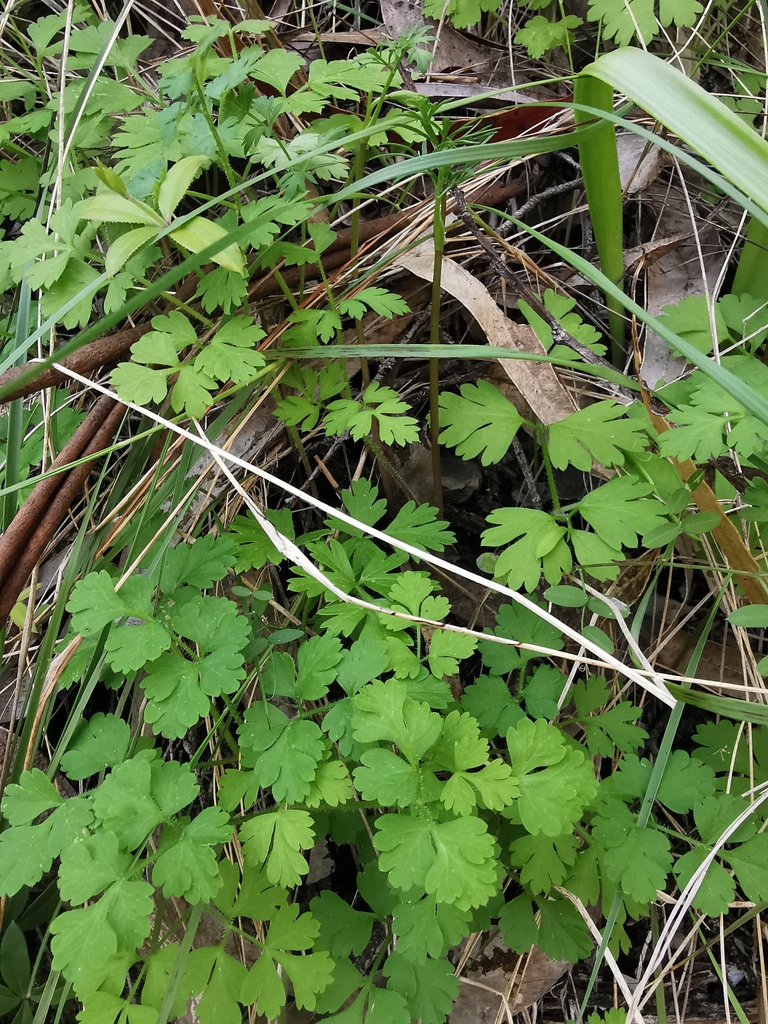 Conopodium thalictrifolium