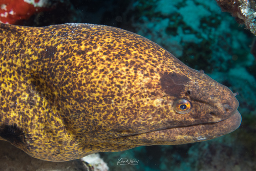 Yellowmargin Moray