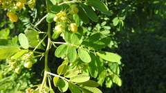 Senna gaudichaudii