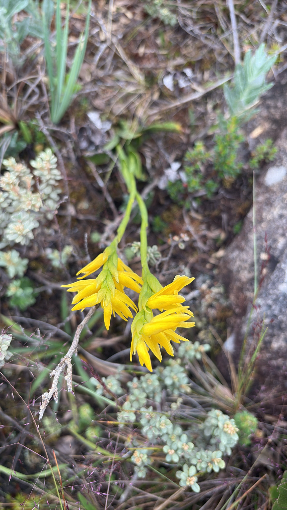 Cotylolabium lutzii