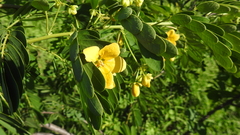 Senna gaudichaudii