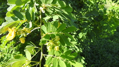Senna gaudichaudii