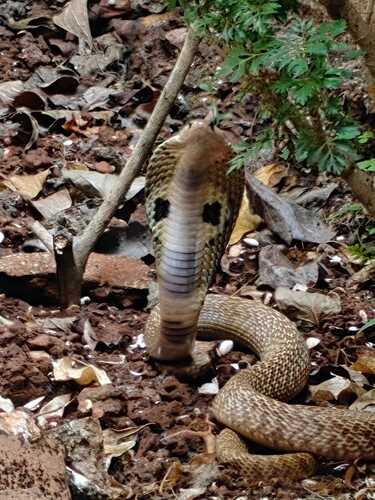 Indian Cobra