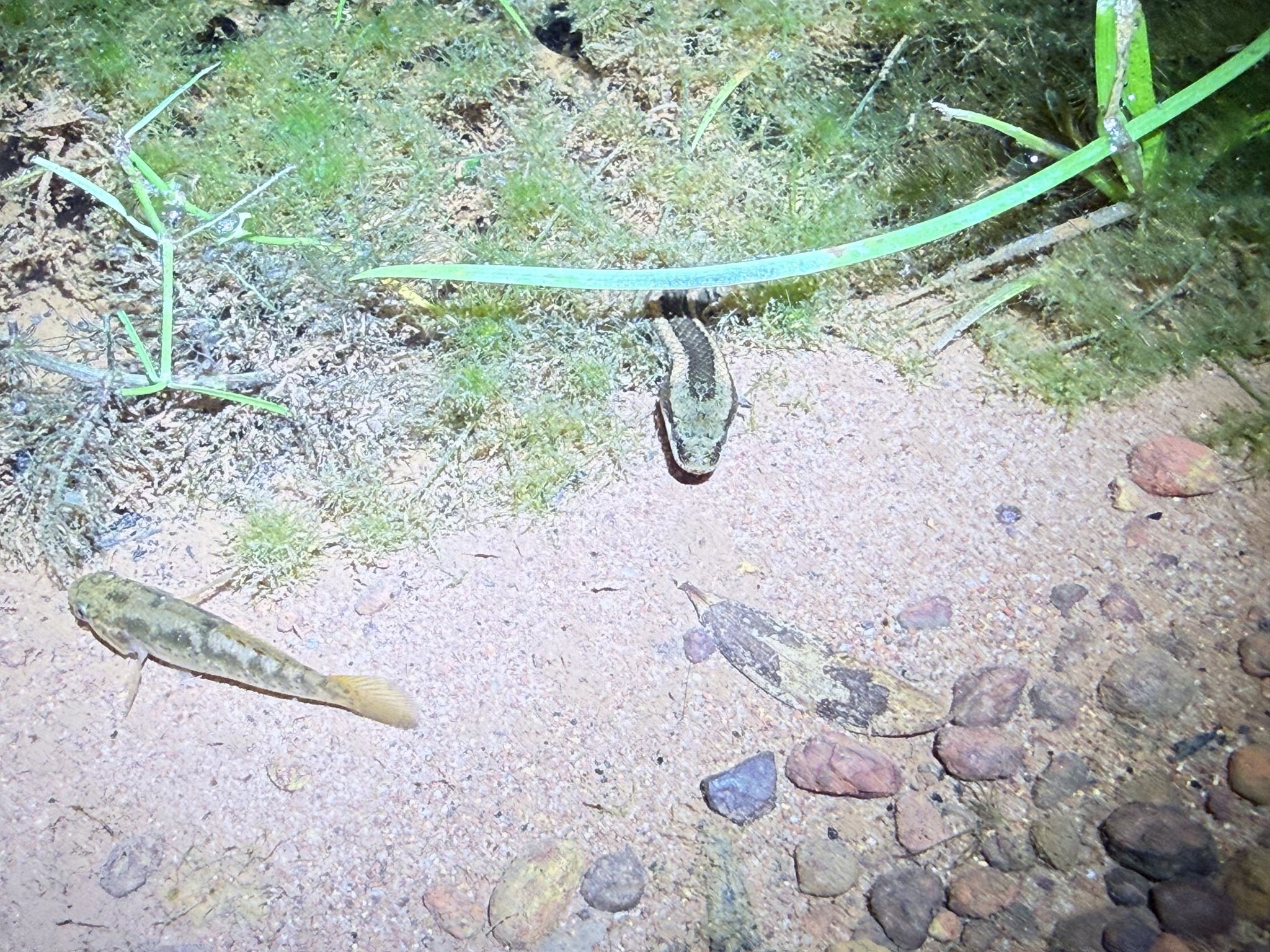 Macleay's Mud Snake photo 7
