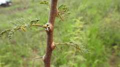 Vachellia bidwillii