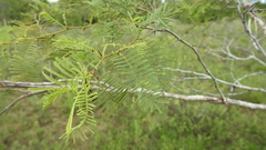 Vachellia bidwillii