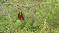 Vachellia bidwillii