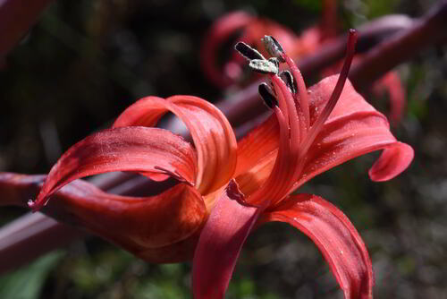 Brunsvigia litoralis