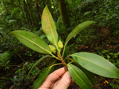 (c) Samuel Frankel, some rights reserved (CC BY) Ficus watkinsiana, photograph (c) Samuel Frankel, some rights reserved (CC BY)