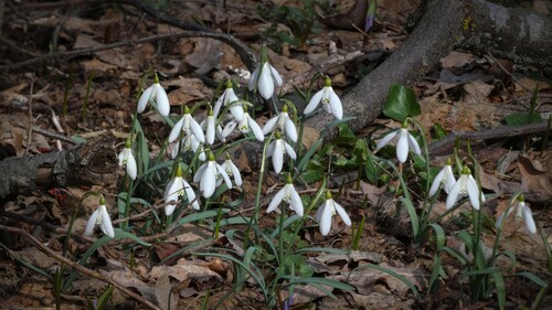 common snowdrop