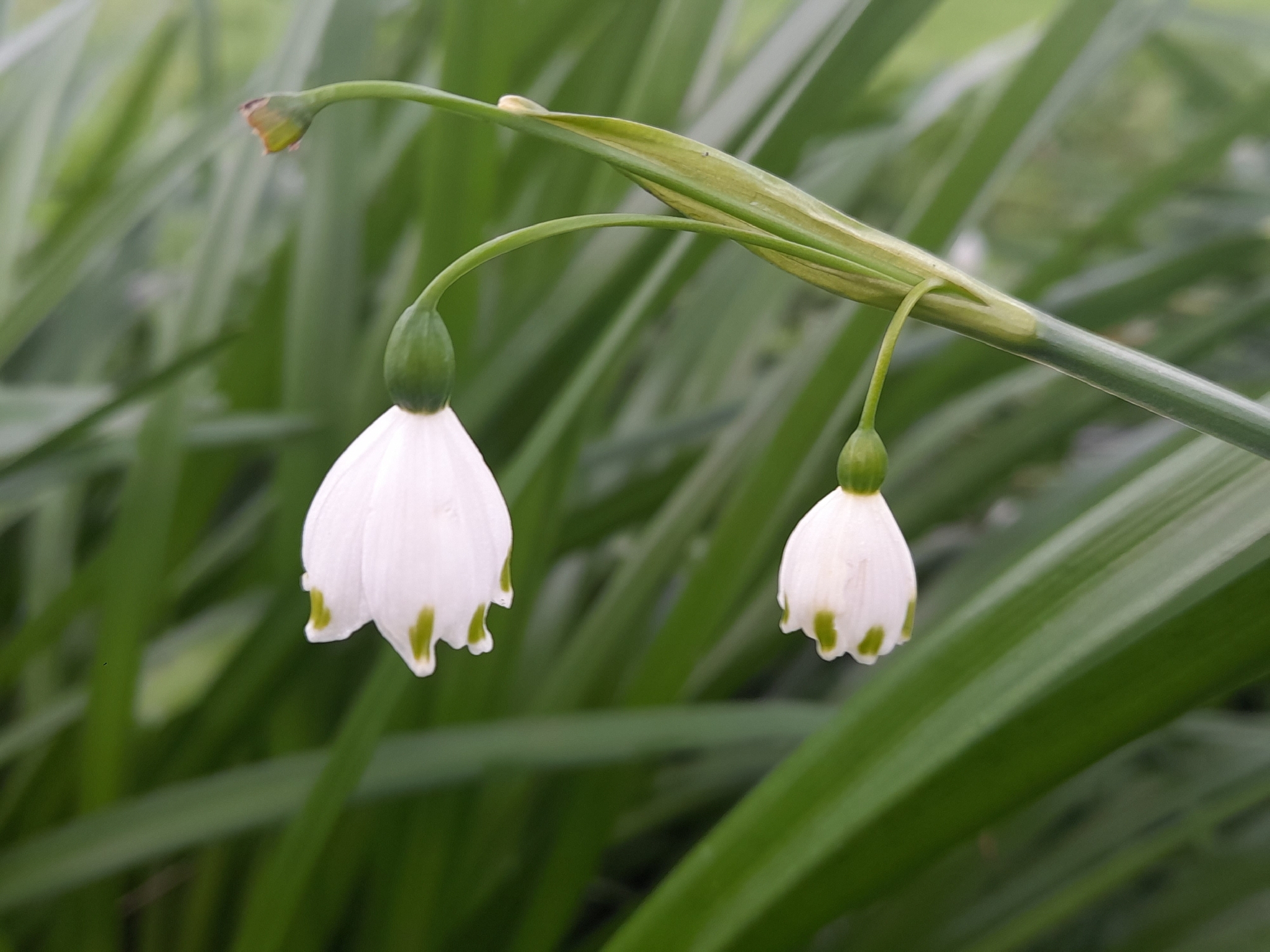 Summer Snowflake (Leucojum pulchellum)