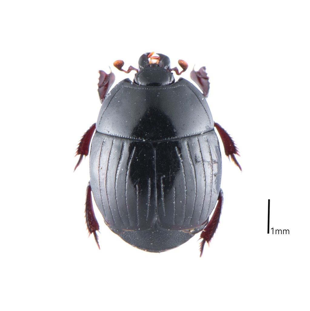 Atholus pirithous