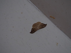 Drepana pallida nigromaculata