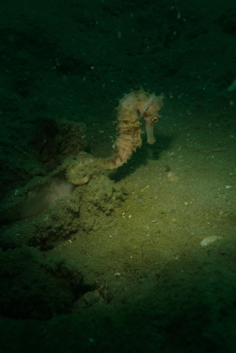 Hippocampus spinosissimus