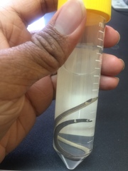 Calamaria pavimentata