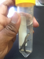 Calamaria pavimentata