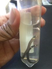 Calamaria pavimentata