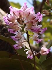 Aerides crispa
