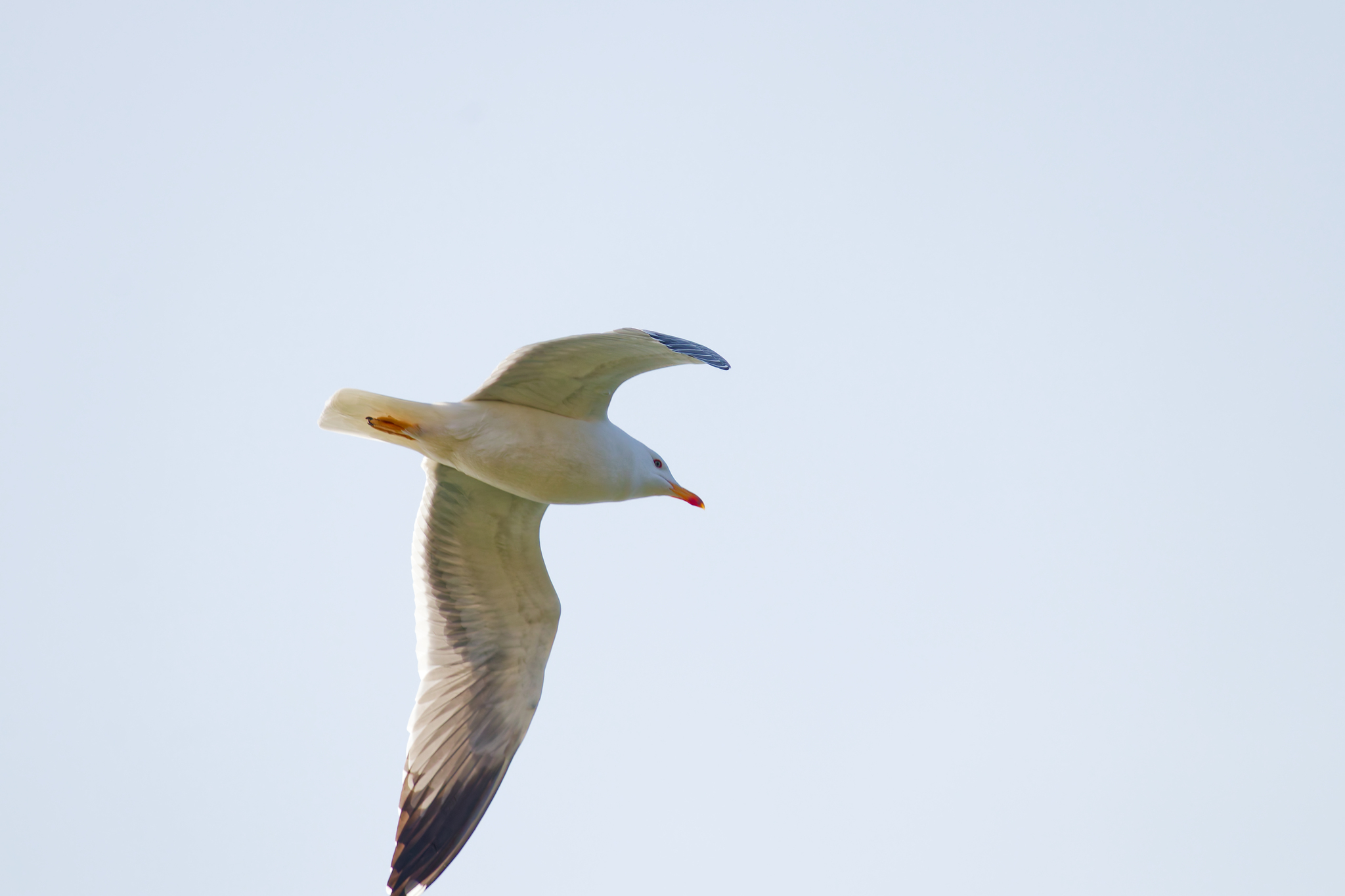 Armenian Gull (Larus armenicus), photo 3