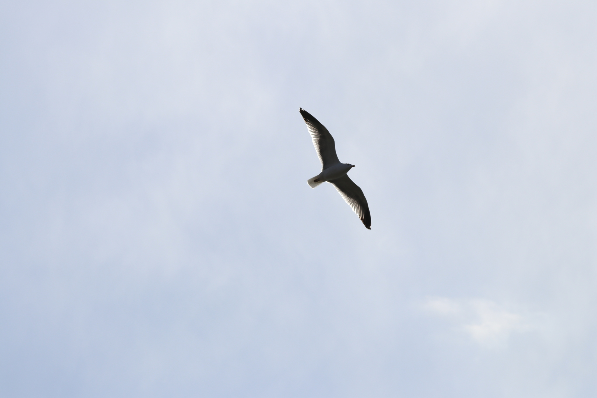 Armenian Gull (Larus armenicus), photo 6