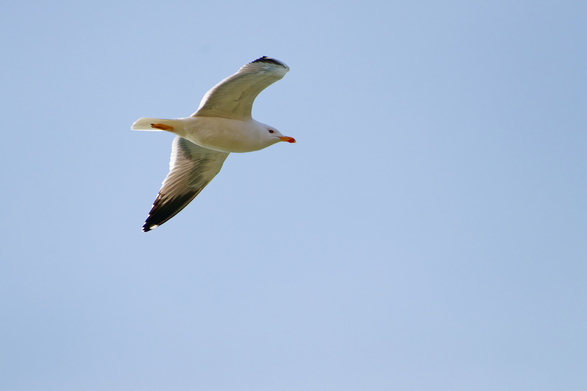 Armenian Gull (Larus armenicus), photo 4