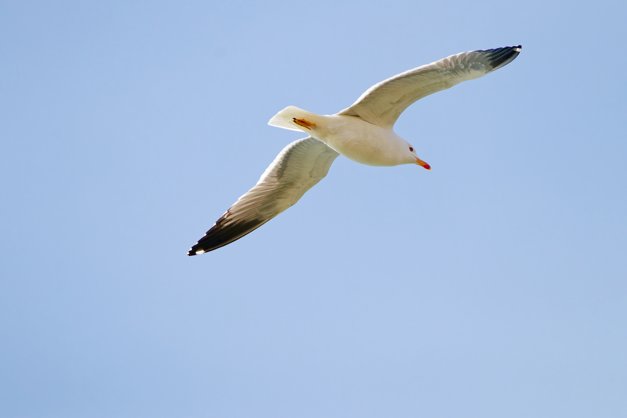 Armenian Gull (Larus armenicus), photo 5