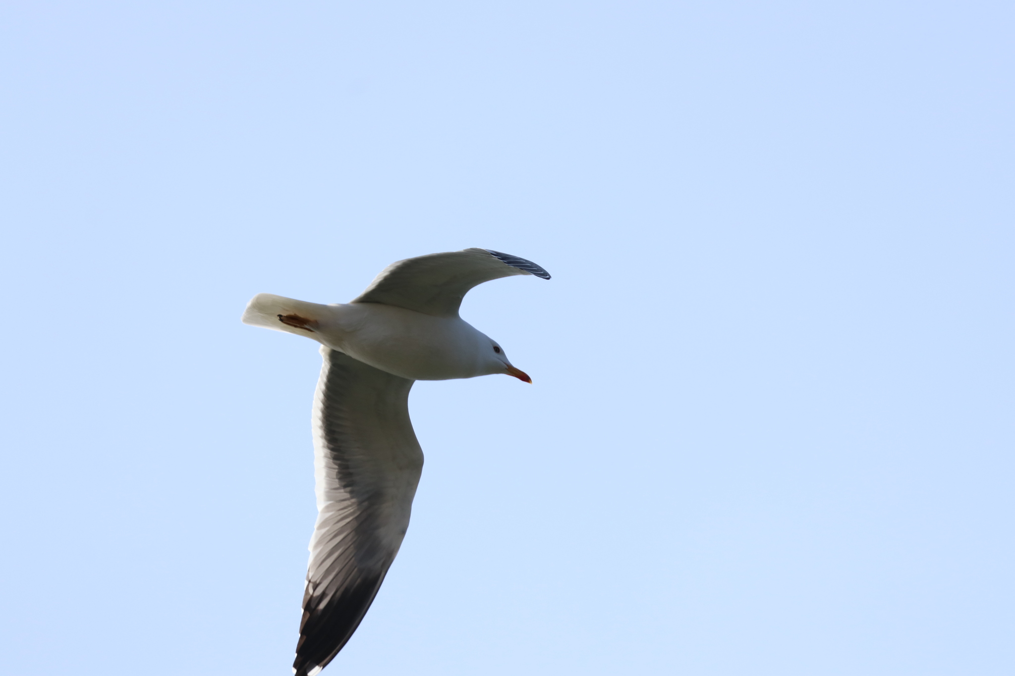 Armenian Gull (Larus armenicus), photo 7