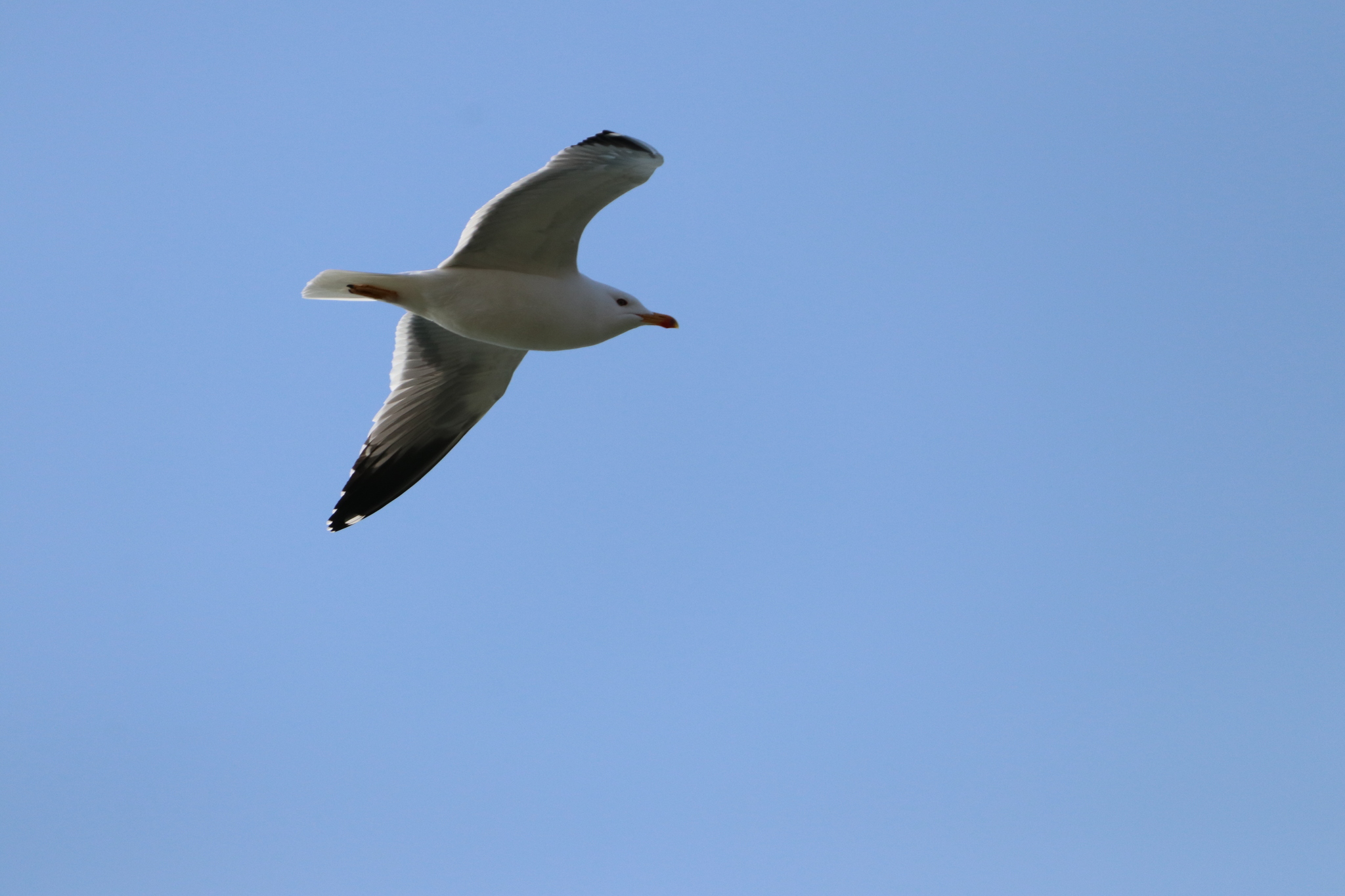 Armenian Gull (Larus armenicus), photo 8