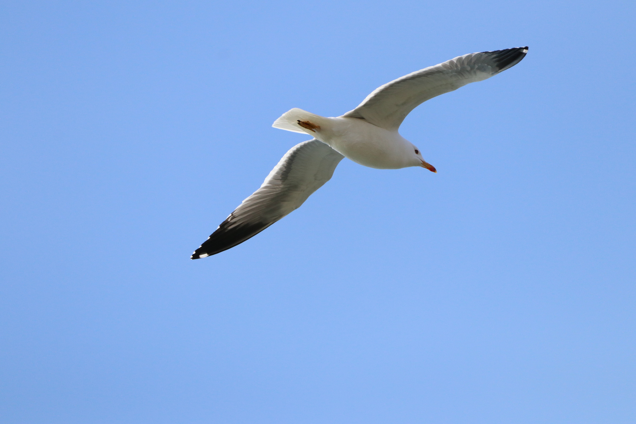 Armenian Gull (Larus armenicus), photo 9