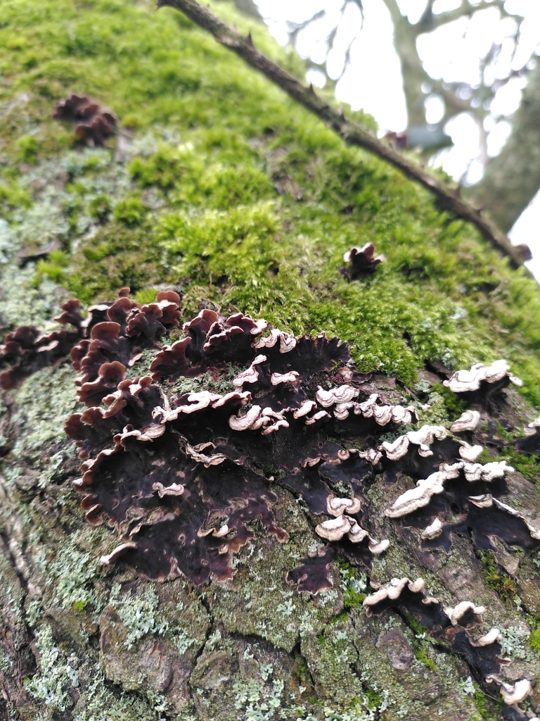 Chondrostereum purpureum · March 2026 · photo: © sharoncooper (iNaturalist, cc-by)