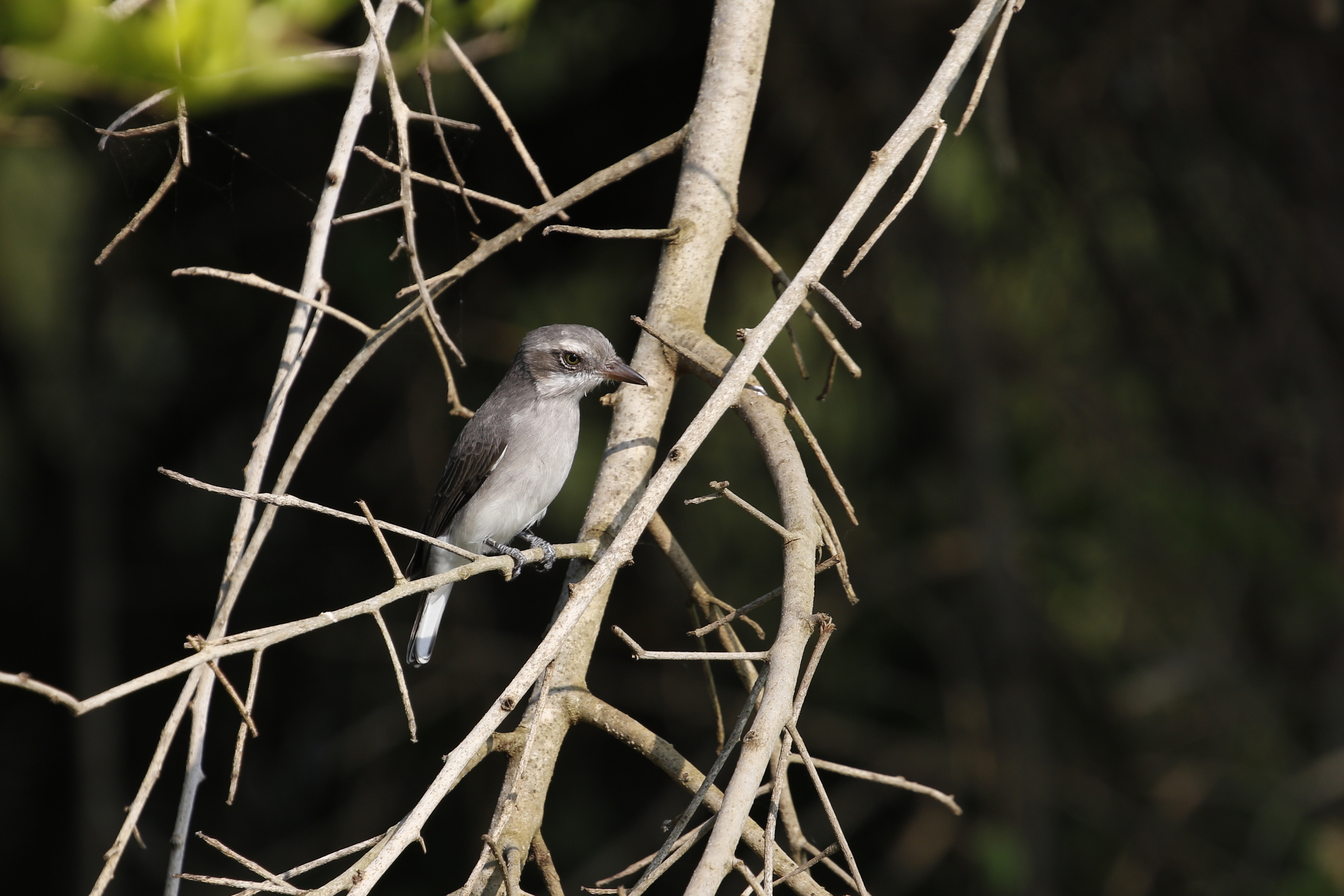 Sri Lanka Woodshrike (Tephrodornis affinis), photo 2