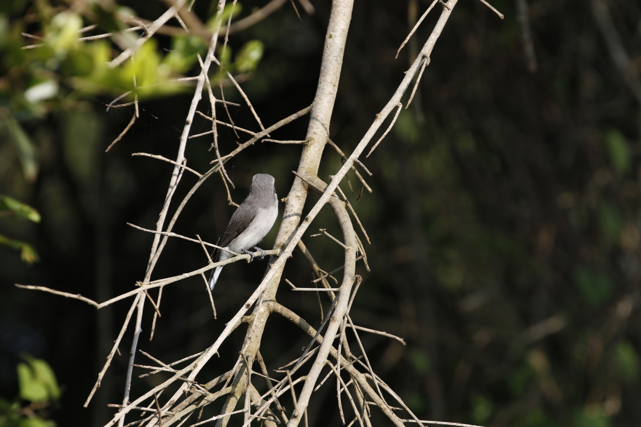 Sri Lanka Woodshrike (Tephrodornis affinis), photo 3