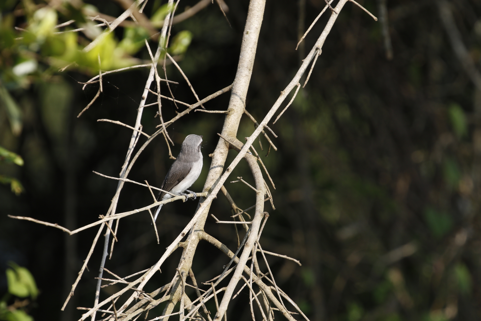 Sri Lanka Woodshrike (Tephrodornis affinis), photo 5