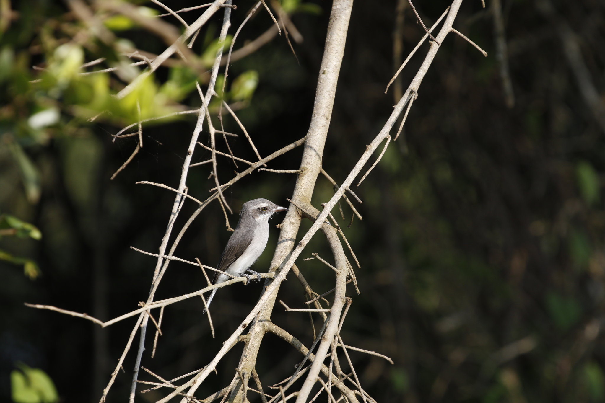 Sri Lanka Woodshrike (Tephrodornis affinis), photo 4