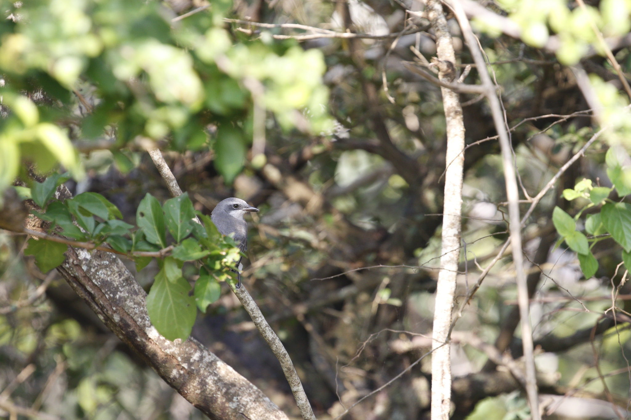 Sri Lanka Woodshrike (Tephrodornis affinis), photo 6