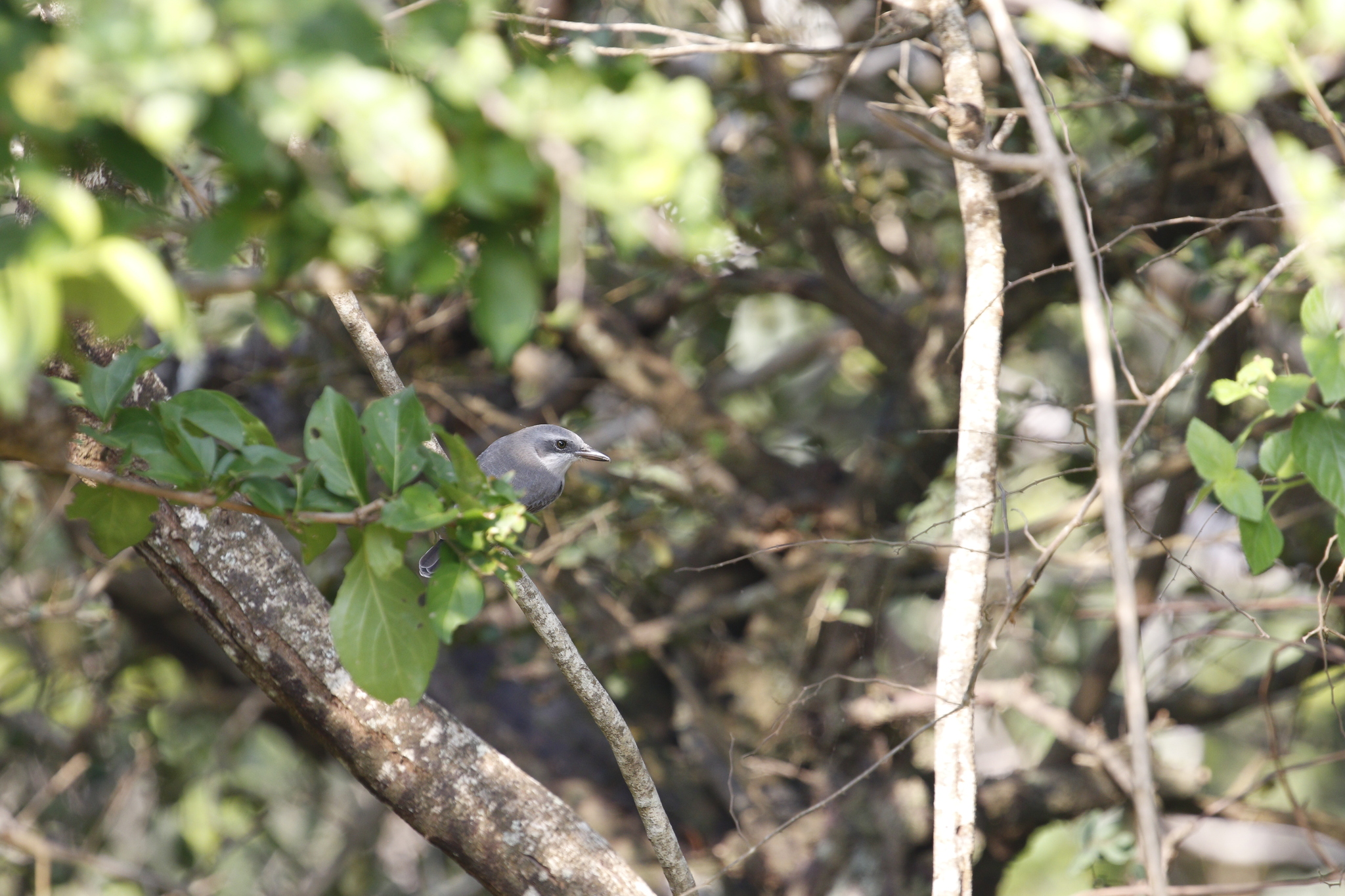 Sri Lanka Woodshrike (Tephrodornis affinis), photo 7