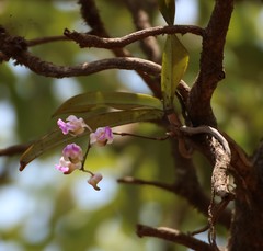 Aerides crispa