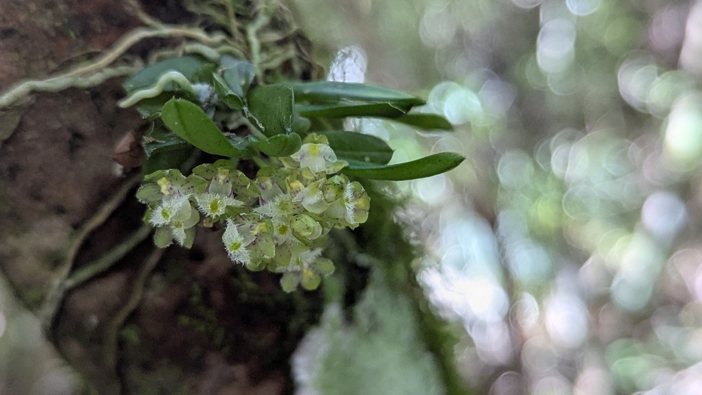 Gastrochilus rantabunensis