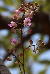 Aerides crispa