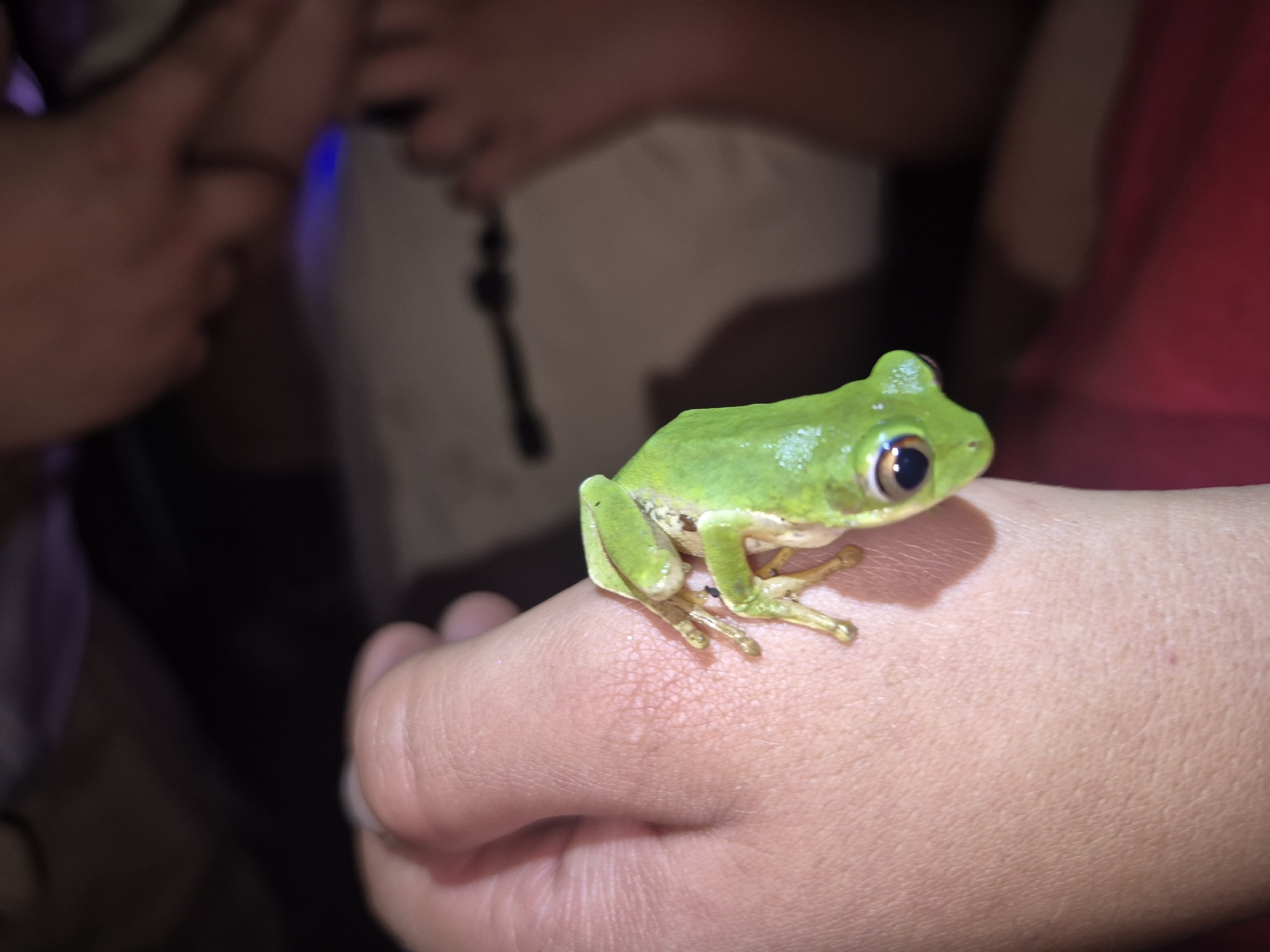 Leptopelis natalensis (Smith, 1849)