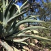 Agave shrevei magna - Photo (c) Francisco Ortiz Navarro, some rights reserved (CC BY-NC)