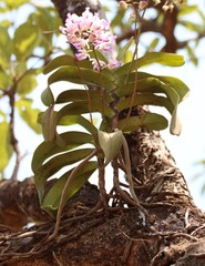 Aerides crispa