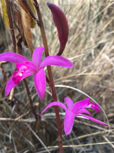 Cattleya pabstii