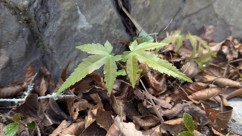 Oliver's Maple (Acer serrulatum)